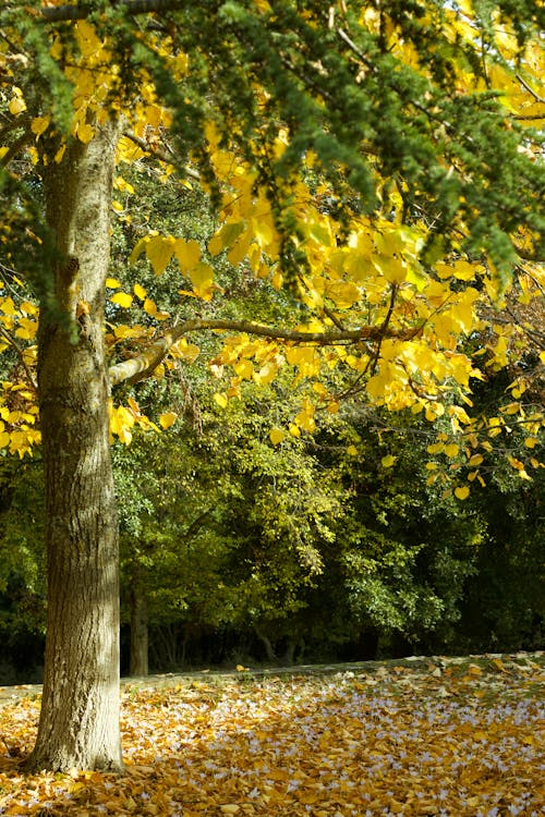 Free stock photo of autumn, autumn colors, beautiful