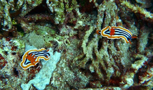 Darmowe zdjęcie z galerii z koralowce, ślimaki nagoskrzelne, tropikalna ryba