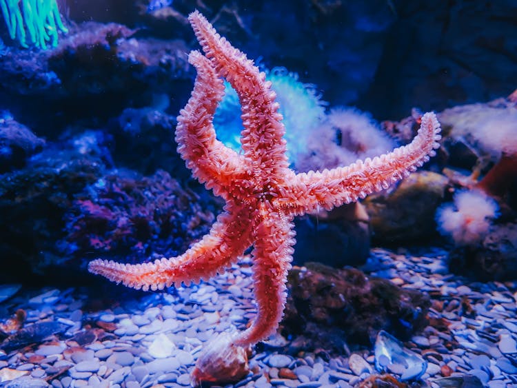 Starfish Moving Underwater 