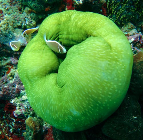 Fotobanka s bezplatnými fotkami na tému akvárium, bezstavovce, koraly