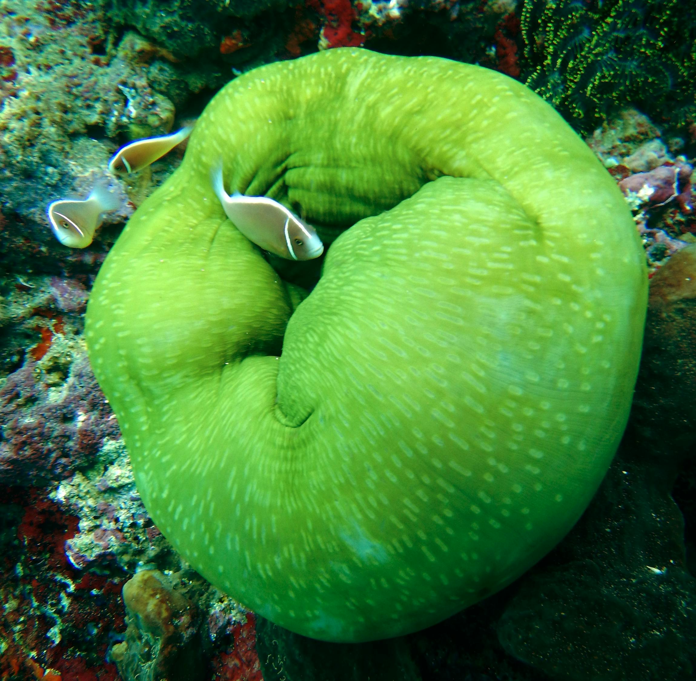 Rare Aquarium Fishes – Here’s Everything You Should Know!