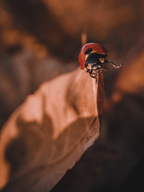 Free Red Ladybug Perched on Brown Dried Leaf in Close Up Photography Stock Photo