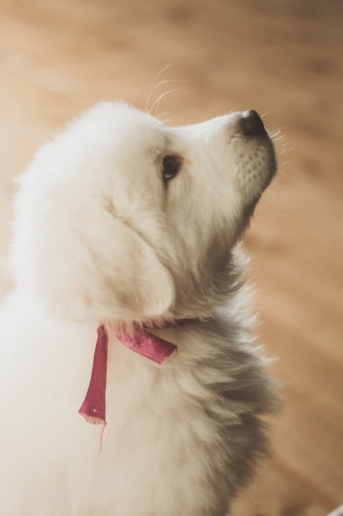 Cute White Puppy Looking Up 
