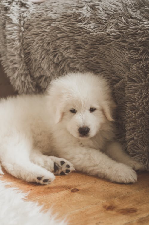 White Long Coated Dog Lying on Wooden Floor