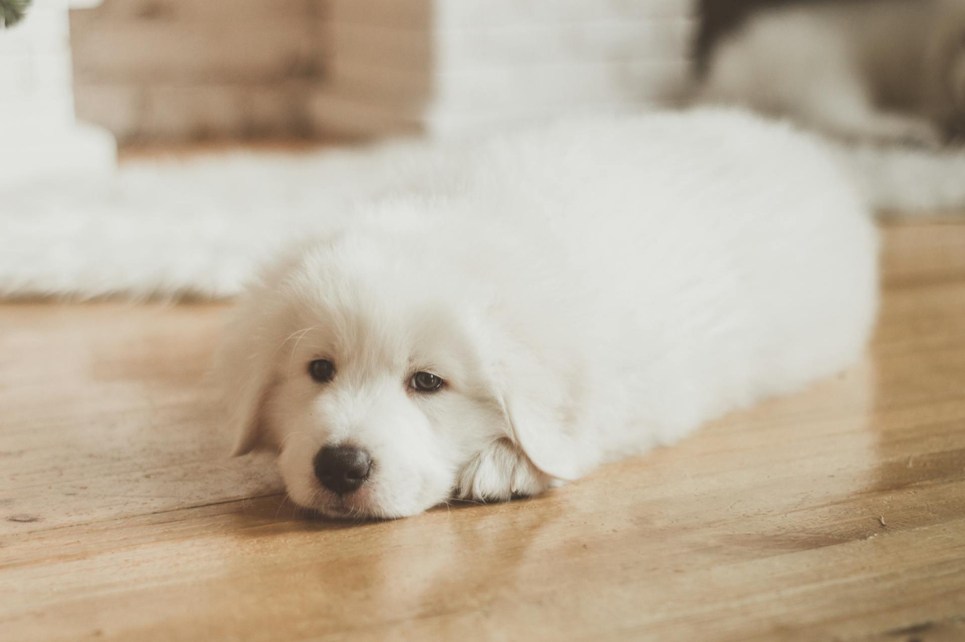 White Long Coated Dog Lying on Brown Wooden Floor