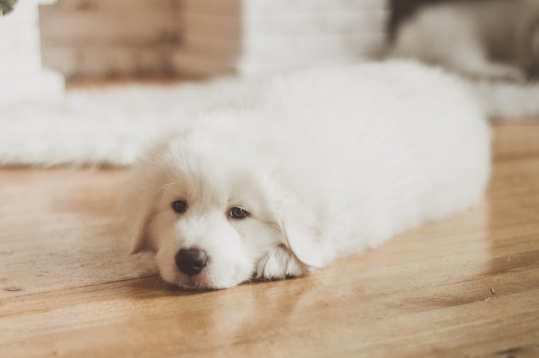 Cute white puppy lying down on a wooden floor indoors with a soft, dreamy look.