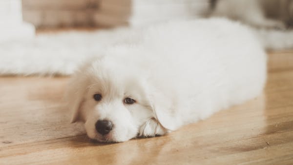 Cute white puppy lying down on a wooden floor indoors with a soft, dreamy look.