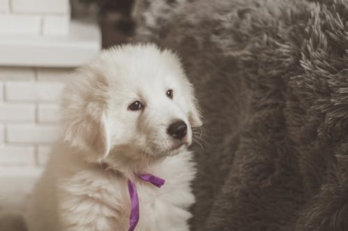 White Dog with Purple Collar
