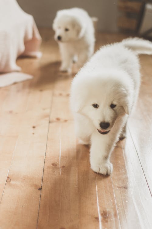 White Short Coated Puppies Walking on Brown Wooden Floor