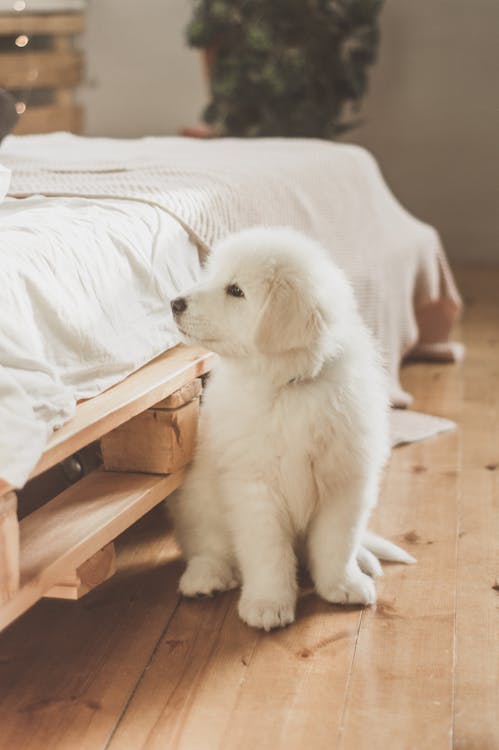 Close Up Photo of White Puppy