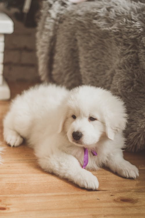 A White Dog Lying on the Floor