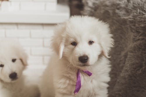 White Puppies with Purple Collar Sitting on the Floor