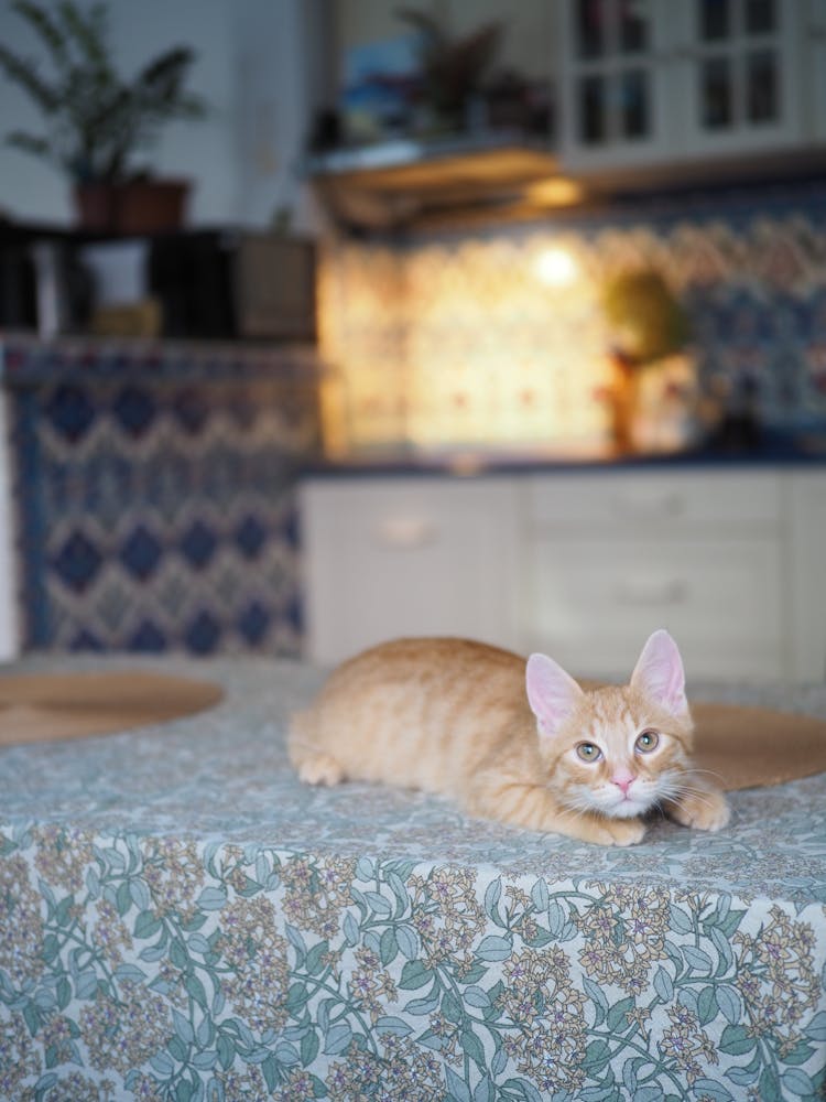 Cat Laying On Kitchen Table