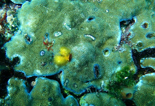 Darmowe zdjęcie z galerii z koralowce, rafa, życie morskie