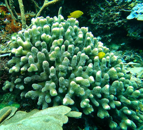 Imagine de stoc gratuită din anemonefish, corali, recif
