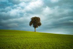 Lone tree in an open field — Volker Thimm on Pexels