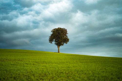 Free A solitary tree stands in a vibrant green field under an overcast sky, creating a serene landscape scene. Stock Photo