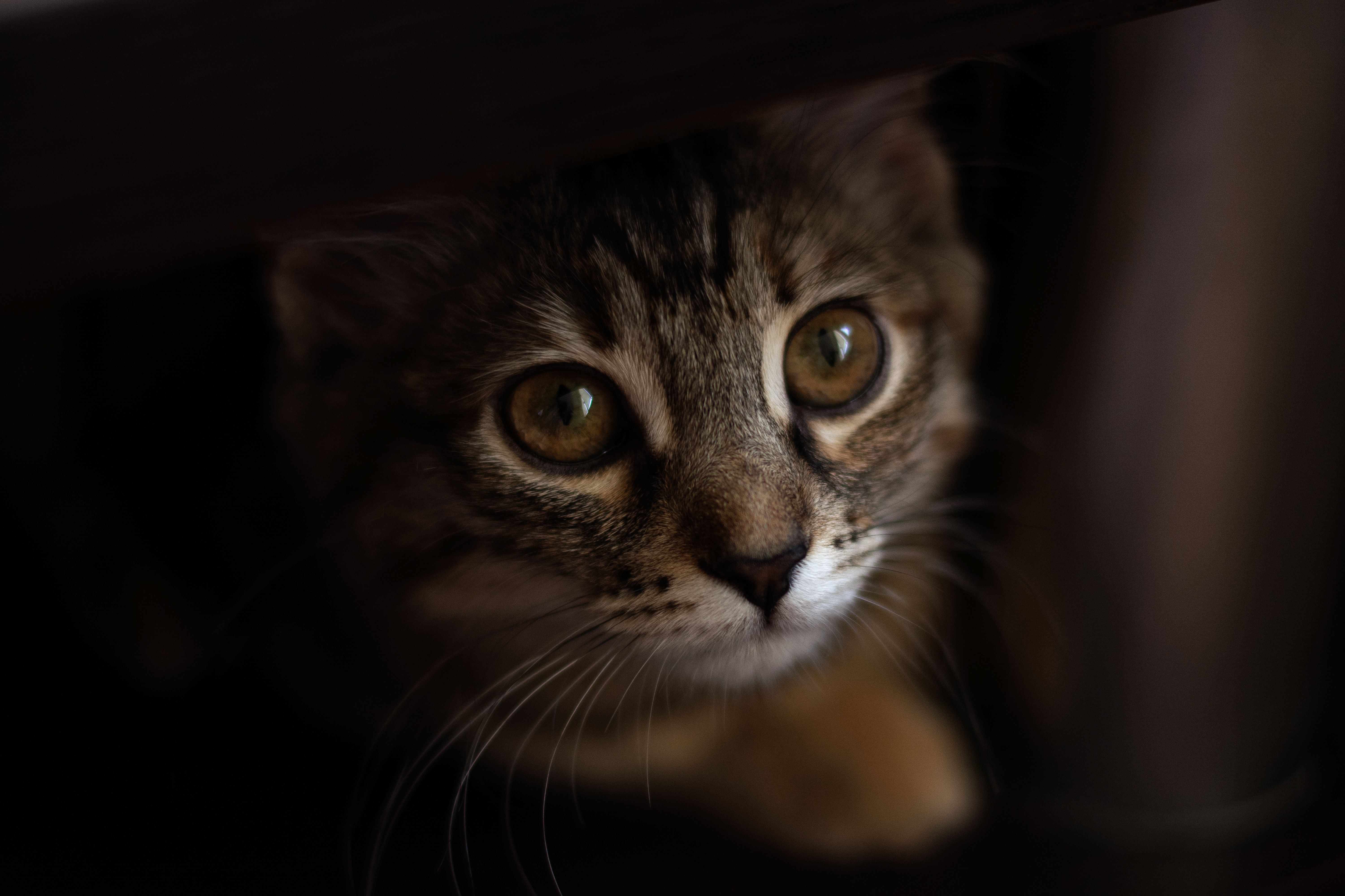 Portrait Of Sphynx Cat Free Stock Photo