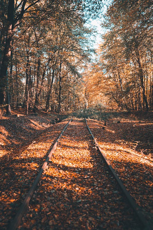 Free Railway Track Covered with Fallen Leaves  Stock Photo