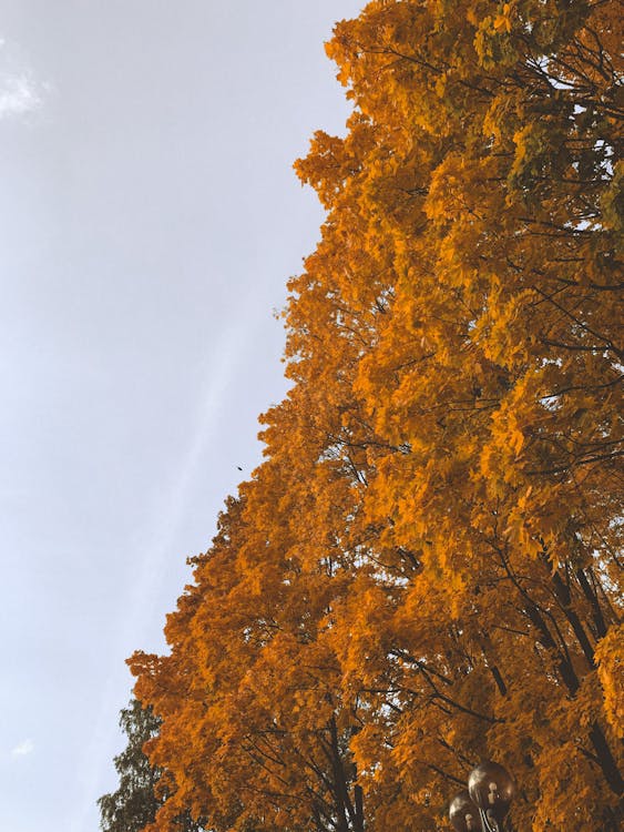 Kostnadsfri bild av falla, gula löv, höst