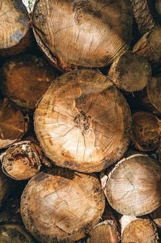 Close-up of stacked timber logs showcasing rings and texture, illuminated by natural sunlight.
