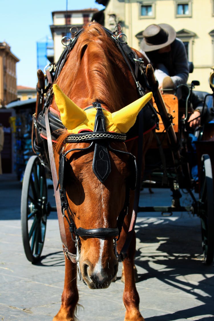 Brown Horse With Carriage