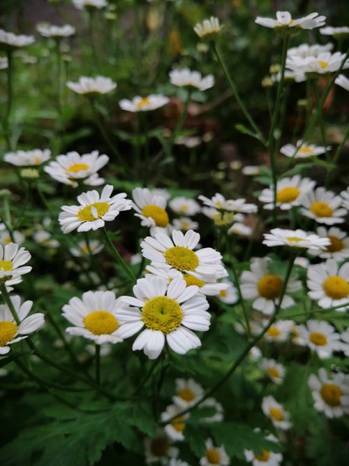 Free Close-up of vibrant daisies blooming in a lush garden in Nuwara Eliya, Sri Lanka. Perfect for nature lovers. Stock Photo