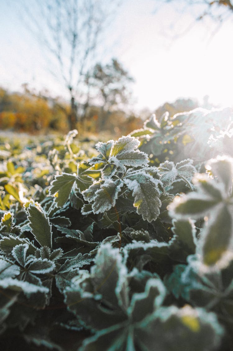 Plants In Frost On Sunny Winter Day