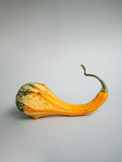 A single yellow gourd with a curved stem showcased against a plain gray background.