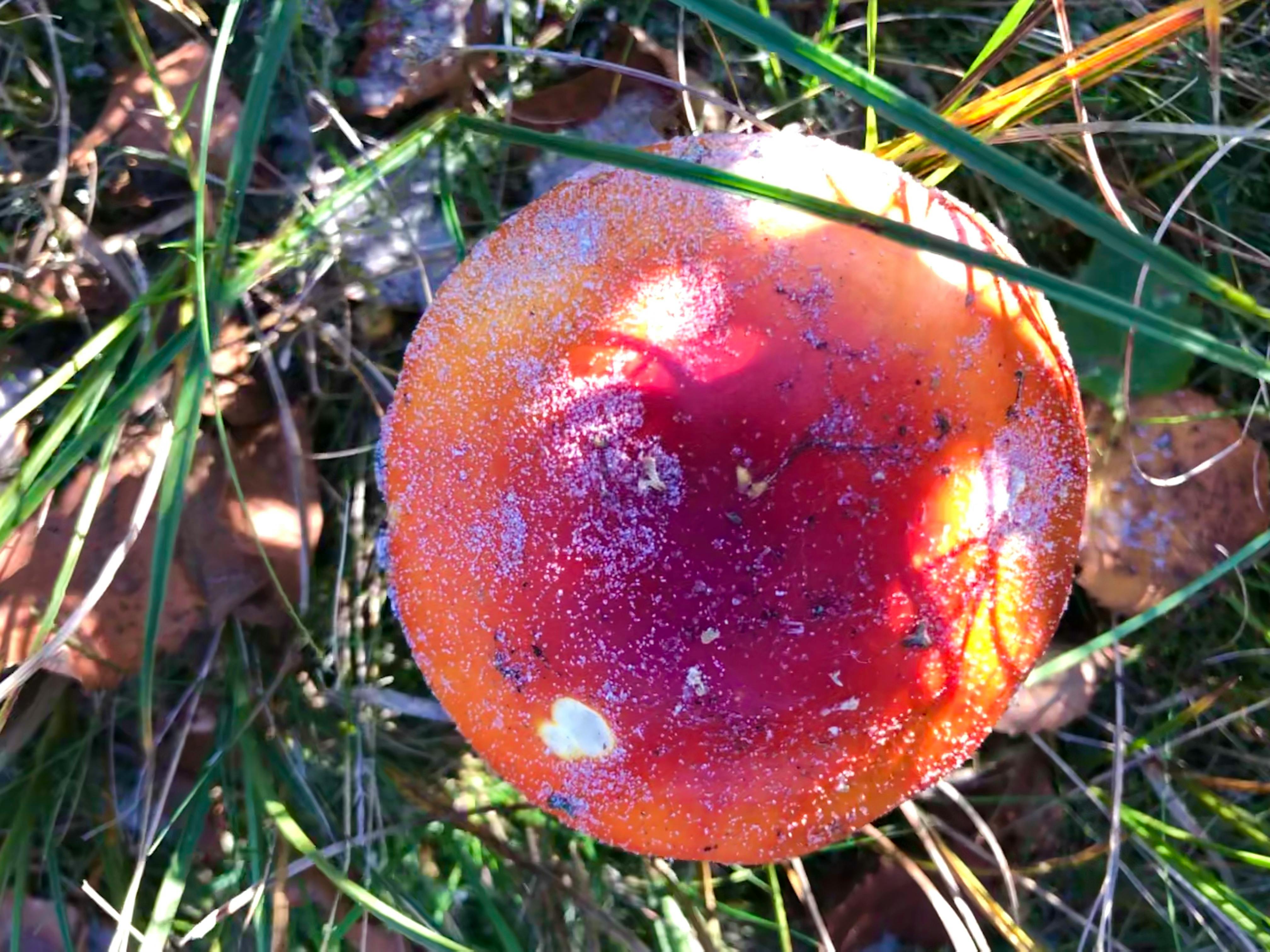 Gold necklace Mysuru