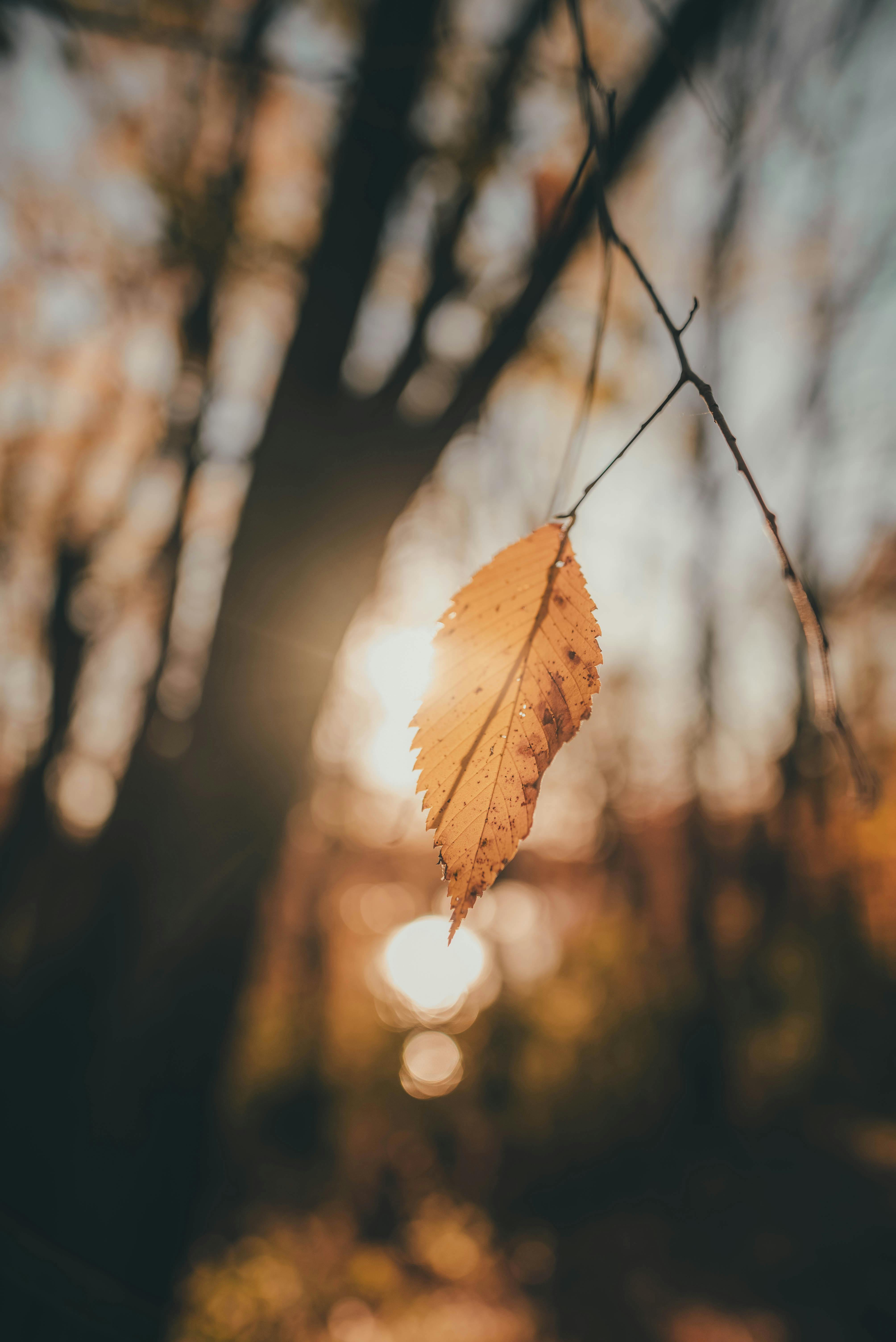 A delicate yellow leaf hangs from a twig, backlit by the setting sun in a tranquil forest.