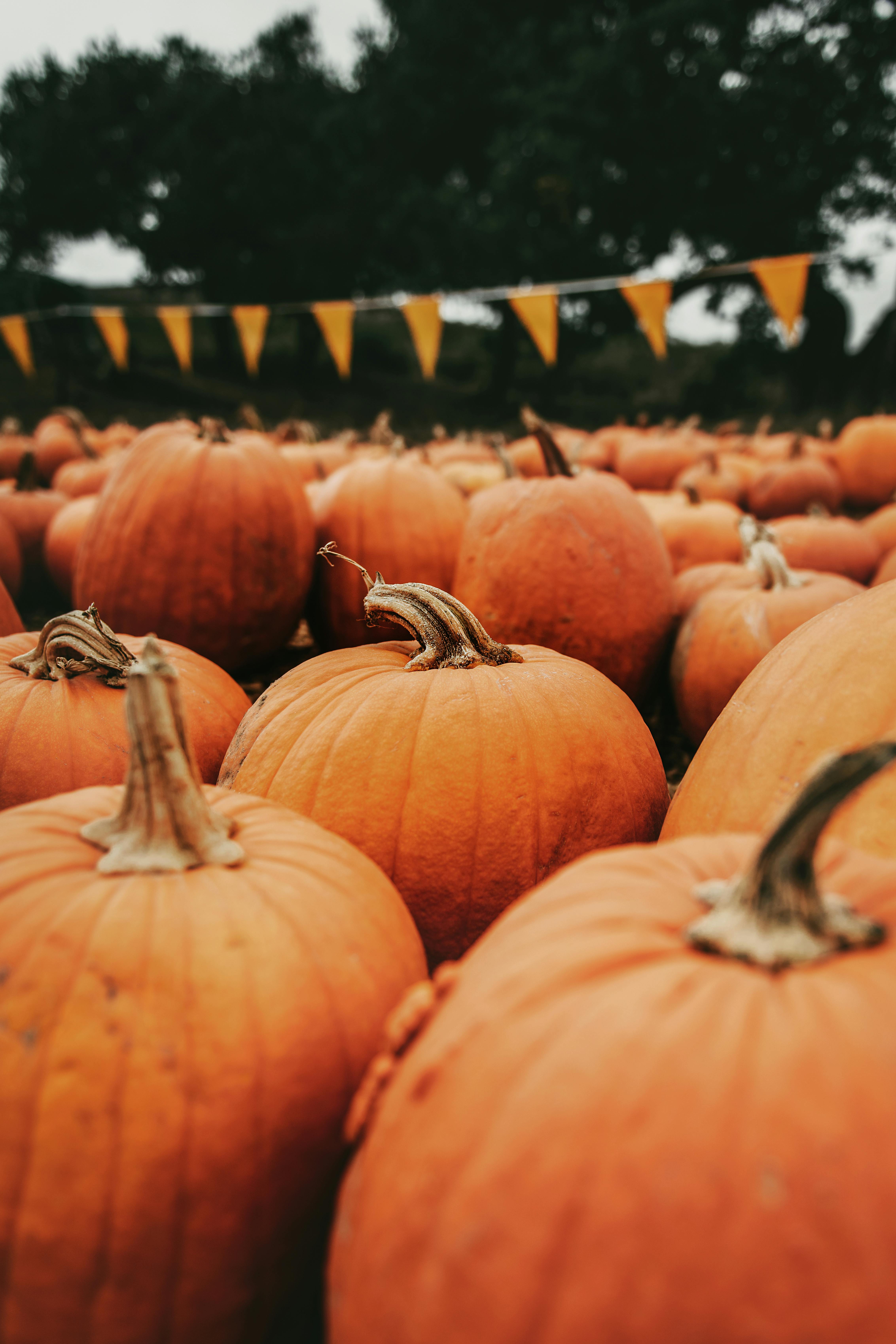 orange pumpkins on a field