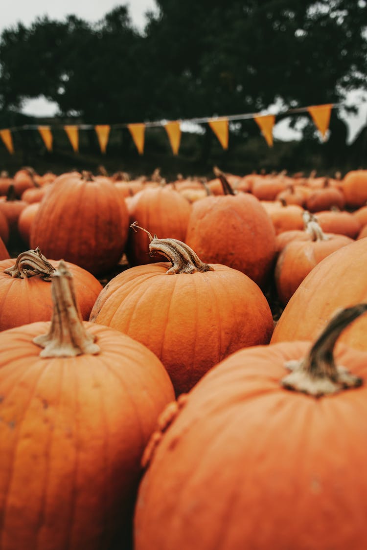 Orange Pumpkins On A Field