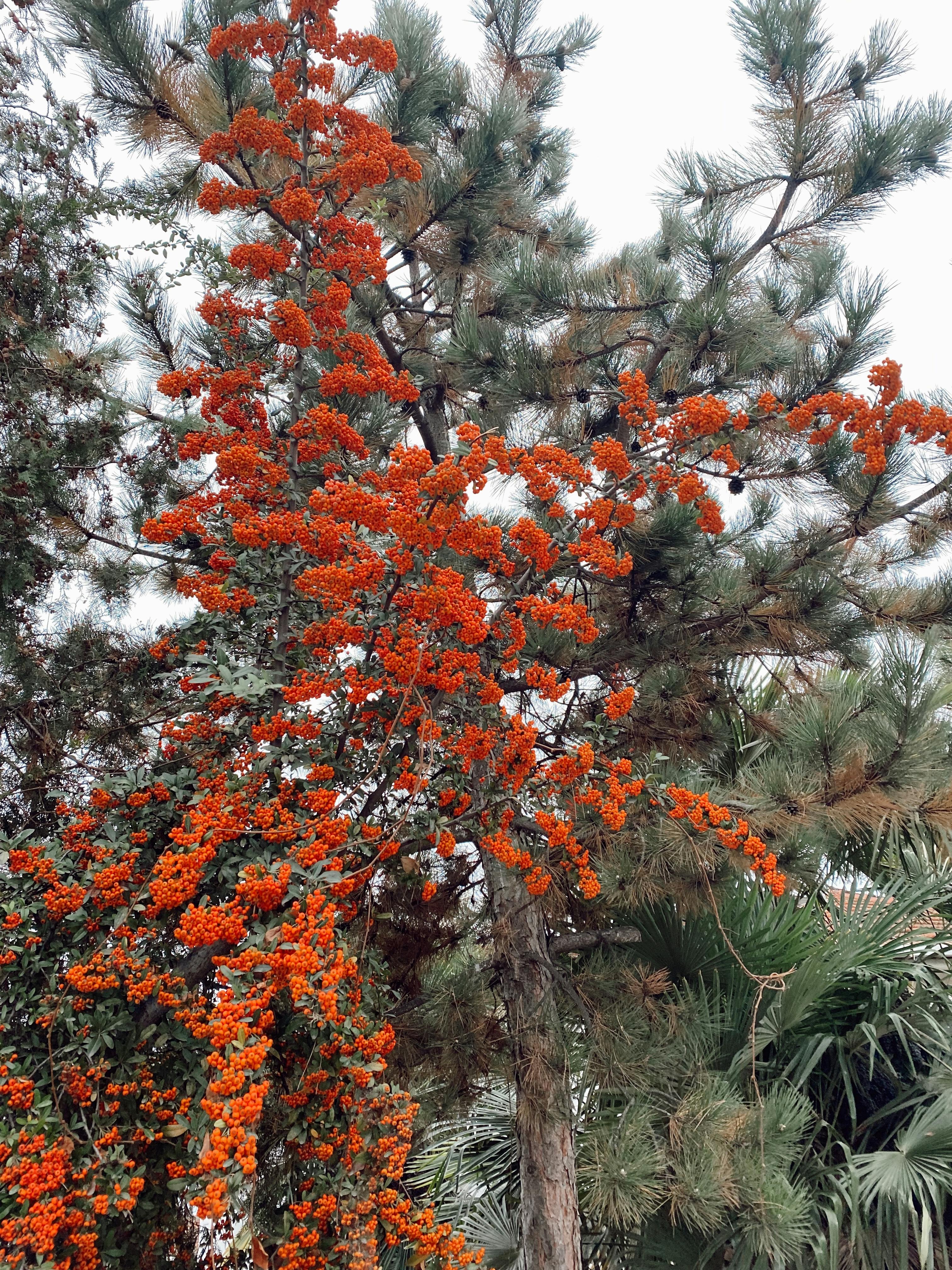 Pine Tree Blooming Outdoors · Free Stock Photo