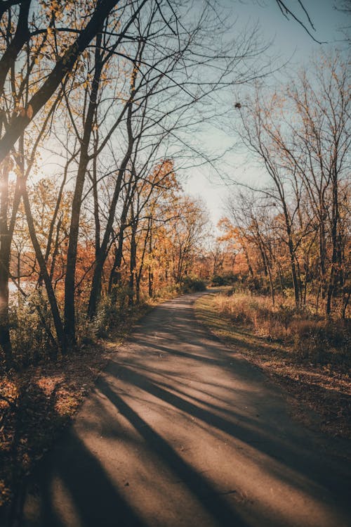 Gratis stockfoto met bomen, buiten, dageraad