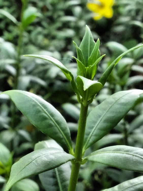 Foto profissional grátis de flor