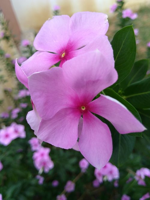 Free Vibrant pink Madagascar periwinkle flowers in full bloom, depicting natural beauty. Stock Photo