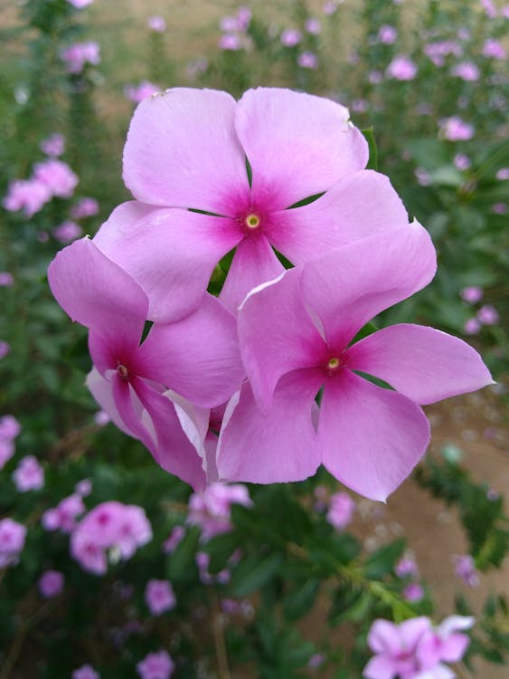 紫色花瓣花的照片