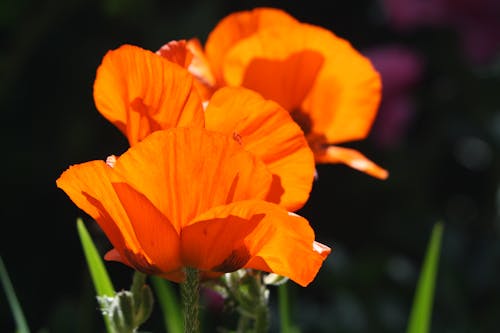 Close-Up Shot of Poppy Flowers 