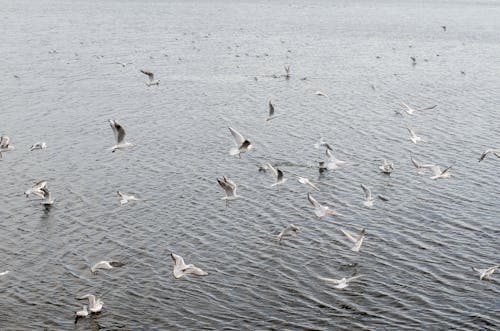 Free Flock of Birds Flying Over the Sea Stock Photo