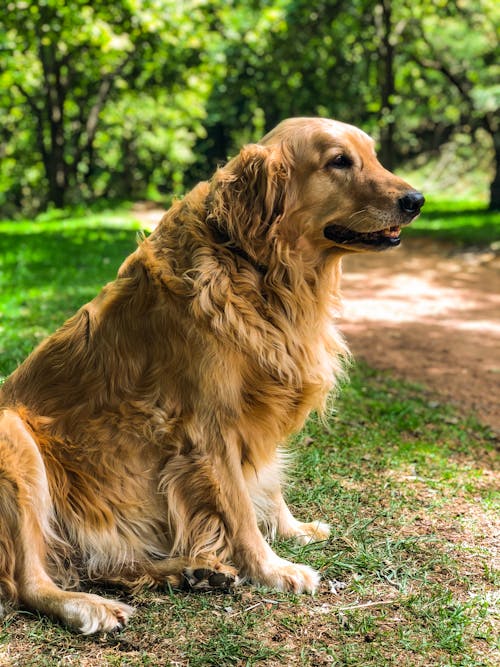 Person Touching Golden Retriever Free Stock Photo