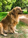 一只友善的金毛猎犬坐在公园里阳光明媚的草路上