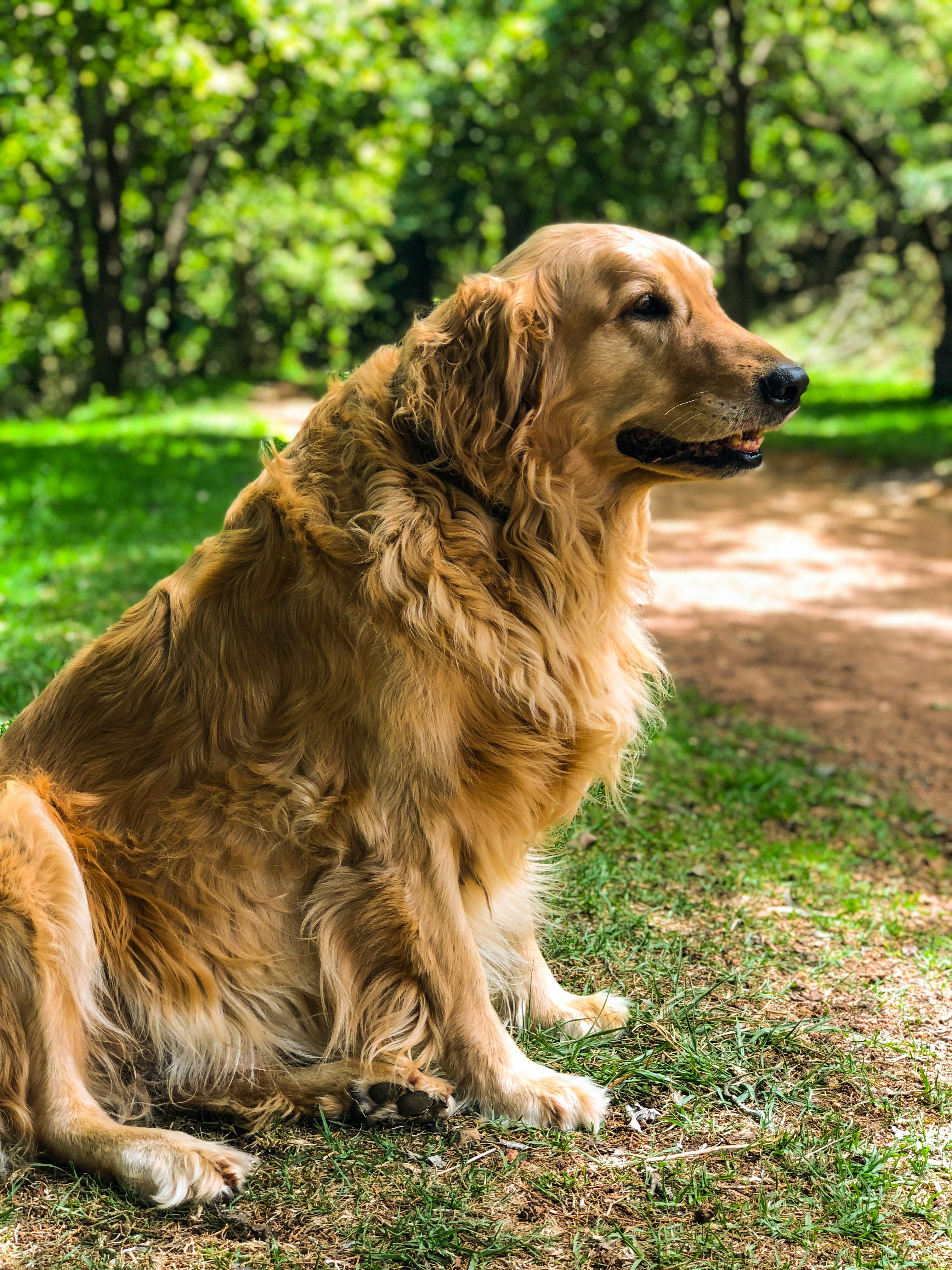 Discover The Surprising Cost Of Golden Retrievers In Singapore! You Won ...