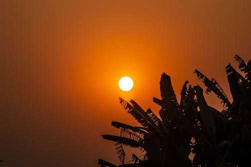 Безкоштовне стокове фото на тему «гарний захід сонця, дерева, ефектне небо»