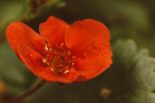 Red Flower in Close-Up Photography