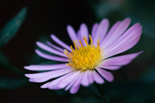 A Beautiful Purple Flower on Close-up Photography