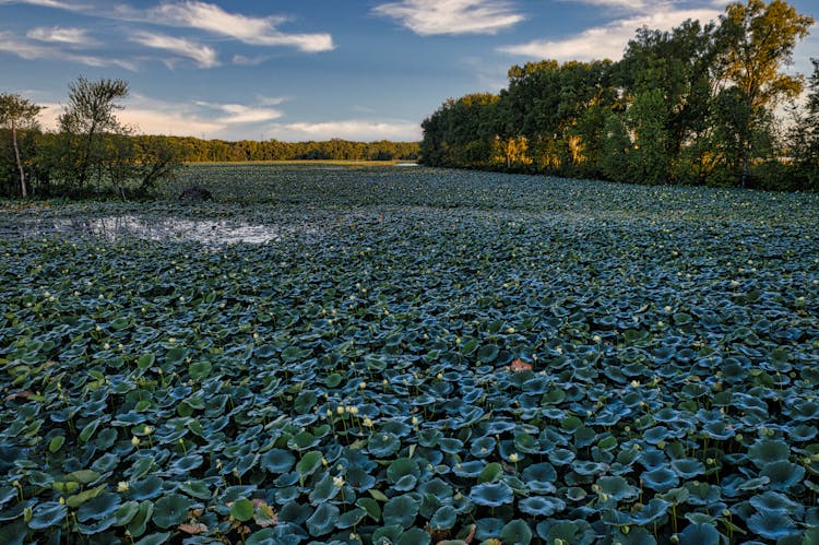 Plants On Swamp