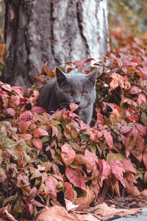 Darmowe zdjęcie z galerii z koci, kot, liście