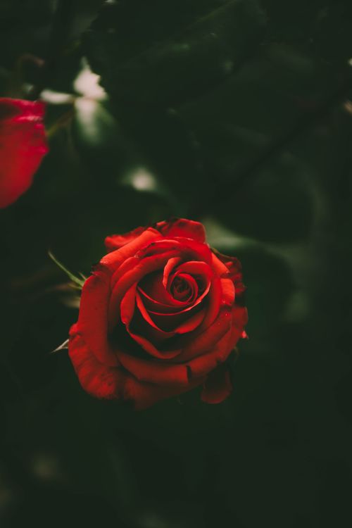 Free Close-up of a single red rose with dark green leaves in a moody setting. Stock Photo
