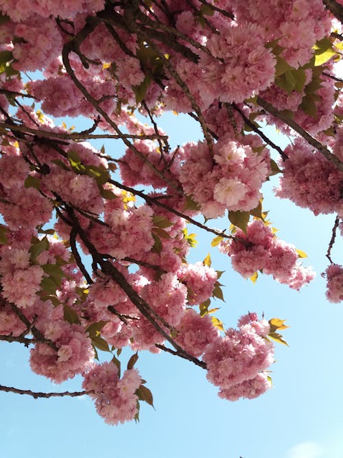 Close Up Photo of Pink Flowers